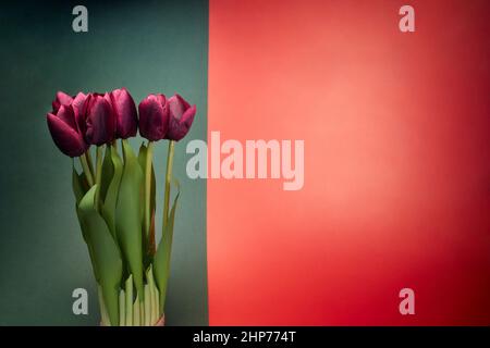 Bellissimi tulipani rossi sotto la luce di fronte a sfondo rosso-nero. Naturale, fiori, fragrante Foto Stock