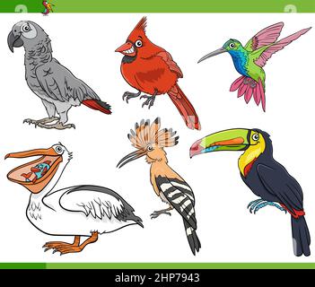 set di personaggi animali di specie di uccelli cartoon Illustrazione Vettoriale