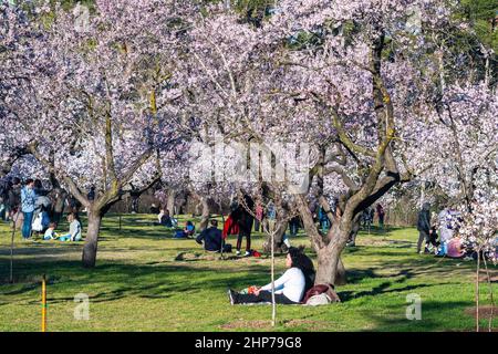 Madrid, Spagna. 18th Feb 2022. La gente gode di un clima caldo sotto gli alberi di mandorli recentemente in fiore al Parco Quinta de los Molinos. Credit: Marcos del Maio/Alamy Live News Foto Stock