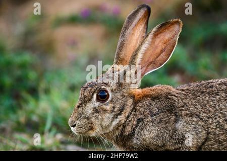 Scrub Hare, Sudafrica Foto Stock