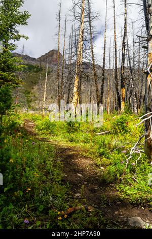 Le Montagne Rocciose. Una foresta in crescita dopo un incendio di grandi dimensioni danneggia il sentiero escursionistico per il lago Helen, Banff National Park, Alberta, Canada Foto Stock