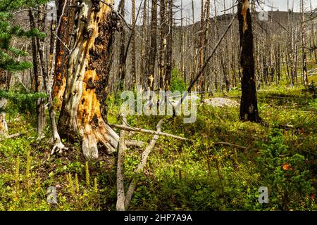 Le Montagne Rocciose. Una foresta in crescita dopo un incendio di grandi dimensioni danneggia il sentiero escursionistico per il lago Helen, Banff National Park, Alberta, Canada Foto Stock