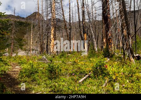 Le Montagne Rocciose. Una foresta in crescita dopo un incendio di grandi dimensioni danneggia il sentiero escursionistico per il lago Helen, Banff National Park, Alberta, Canada Foto Stock