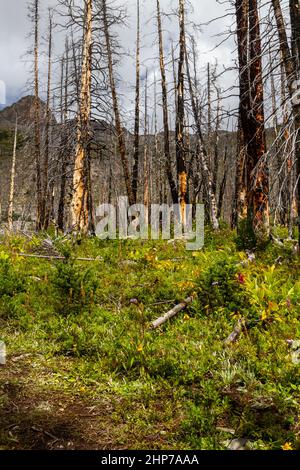 Le Montagne Rocciose. Una foresta in crescita dopo un incendio di grandi dimensioni danneggia il sentiero escursionistico per il lago Helen, Banff National Park, Alberta, Canada Foto Stock