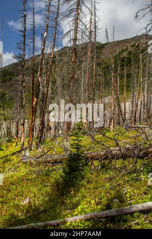 Le Montagne Rocciose. Una foresta in crescita dopo un incendio di grandi dimensioni danneggia il sentiero escursionistico per il lago Helen, Banff National Park, Alberta, Canada Foto Stock