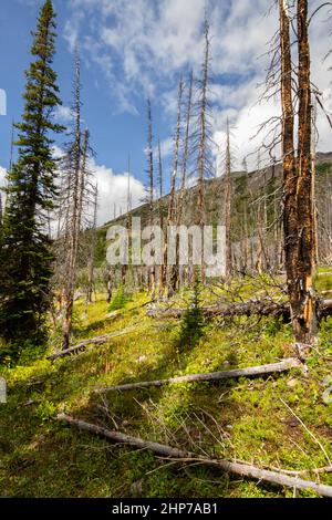 Le Montagne Rocciose. Una foresta in crescita dopo un incendio di grandi dimensioni danneggia il sentiero escursionistico per il lago Helen, Banff National Park, Alberta, Canada Foto Stock