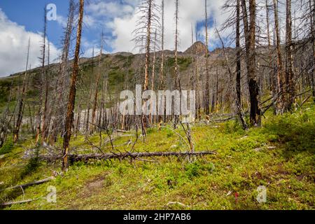 Le Montagne Rocciose. Una foresta in crescita dopo un incendio di grandi dimensioni danneggia il sentiero escursionistico per il lago Helen, Banff National Park, Alberta, Canada Foto Stock