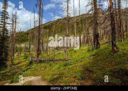 Le Montagne Rocciose. Una foresta in crescita dopo un incendio di grandi dimensioni danneggia il sentiero escursionistico per il lago Helen, Banff National Park, Alberta, Canada Foto Stock