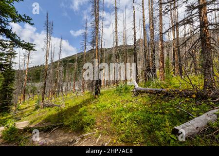 Le Montagne Rocciose. Una foresta in crescita dopo un incendio di grandi dimensioni danneggia il sentiero escursionistico per il lago Helen, Banff National Park, Alberta, Canada Foto Stock