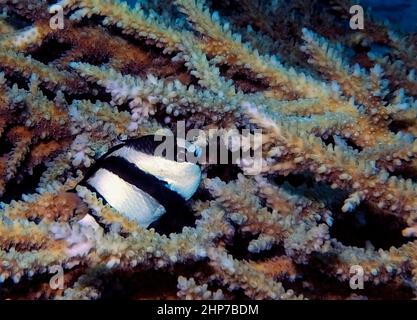 Humbug Damels (Dascyllus aruanus) nel Mar Rosso, Egitto