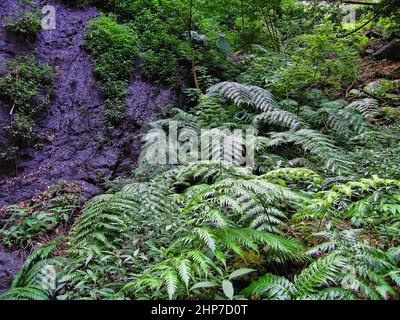 Verde Felce in giardino botanico, close up Foto Stock