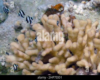 Humbug Damels (Dascyllus aruanus) nel Mar Rosso, Egitto