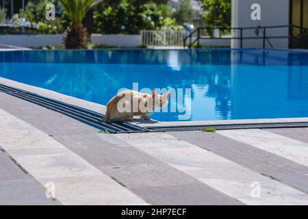 Gatto sulla piscina nella città di Moraitika sul lato est dell'isola di Corfù, Isole IONIE, Grecia Foto Stock