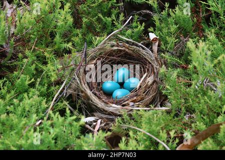 Un nido di quattro uova blu (catbird grigio) in primavera Foto Stock