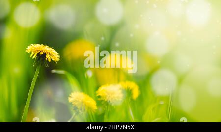 Sfondo primaverile con bei dandelioni sul prato in giornata di sole Foto Stock