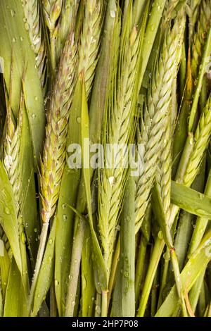 Naturale, fresco, verde orecchie di fondo di grano con drops.immagine concettuale della stagione primaverile Foto Stock