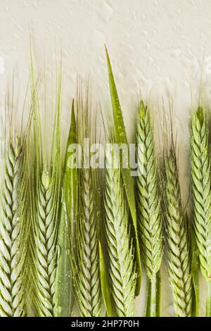 Naturale, fresco, verde orecchie di grano disegnate sulla superficie bianca con gocce.immagine concettuale della stagione primaverile Foto Stock