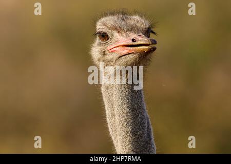 Ostrich comune, Sudafrica Foto Stock