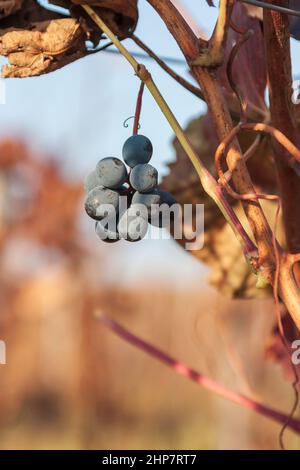 Palle di vino rosso su un cespuglio nel vigneto Foto Stock