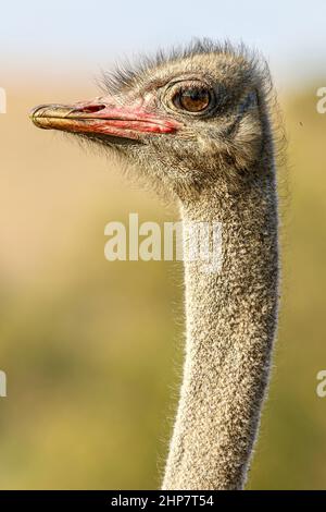 Ostrich comune, Sudafrica Foto Stock