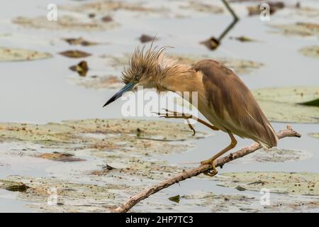 Una sgarza ciuffetto è stata posata su di un ramo nell'Oasi Lipu di Torrile (Parma, Italia) Foto Stock