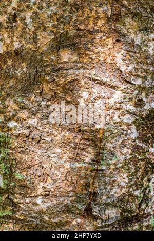 Struttura di corteccia di alberi tropicali con muschio verde e turchese colorato e lichen alle antiche piramidi del tempio Maya nel Parco Nazionale di Sian Ka'an Mu Foto Stock