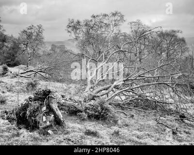 Albero caduto dopo la tempesta in Shropshire, Inghilterra Foto Stock