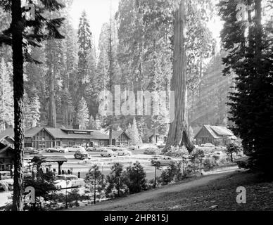 Storia della California: Sequoia National Park 1957 settembre. Il villaggio con Sentinel Tree (Villaggio della Foresta gigante) Ubicazione: California ca. 1957 Foto Stock