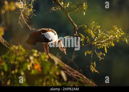 Oca Egiziana, Alopochen aegyptiaca, arroccato sul tronco di Jackal-Berry, Diospyros mespiliformis, Fiume Shingwedzi, Parco Nazionale di Kruger, Sudafrica Foto Stock