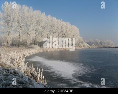 meraviglioso paesaggio invernale bianco nella campagna olandese in zeeland con una bella fila di grandi alberi con gelo di bue accanto ad un lago ghiacciato in wint Foto Stock