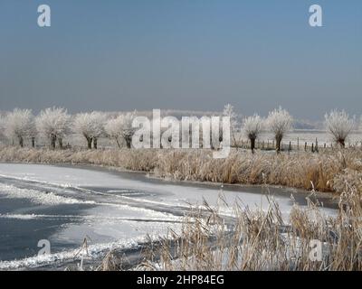 un bellissimo paesaggio invernale con acqua ghiacciata e salici bianchi con gelo di bue e letti di canna al bordo in olanda in inverno con un cielo grigio Foto Stock