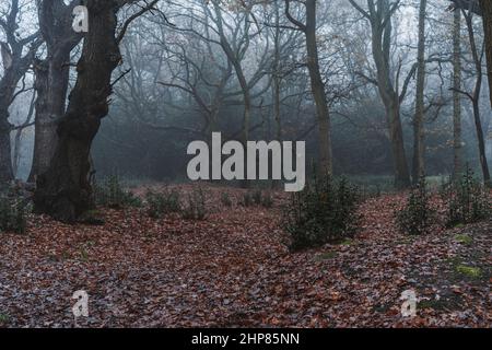 Bella vista di una foresta con alberi in un clima mite, Epping Forest, North East London Foto Stock