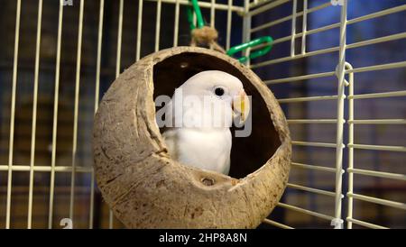 Un Lovebird di Fischer pastello si trova all'interno di una conchiglia di cocco che è appeso all'interno della gabbia, guardando la fotocamera. Foto Stock