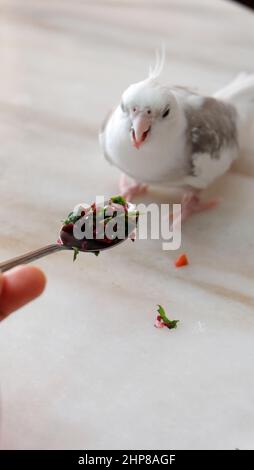 Un cockatiel pied a faccia bianca in piedi su un tavolo di marmo, con un cucchiaio di verdure fresche tritate posto davanti ad esso. Foto Stock