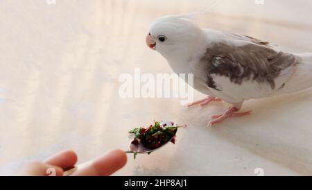 Un cockatiel pied bianco su un tavolo di marmo, allontanando la testa da un cucchiaio con verdure fresche tritate poste di fronte ad esso. Foto Stock