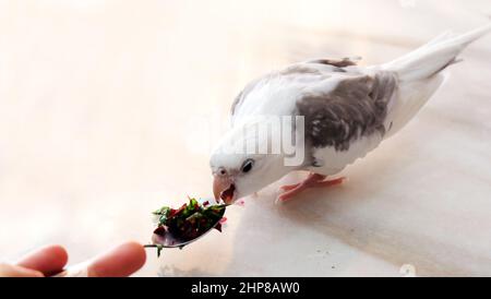 Un cockatiel pied di faccia bianca in piedi su un tavolo di marmo, mangiando da un cucchiaio con verdure fresche tritate poste di fronte ad esso. Foto Stock