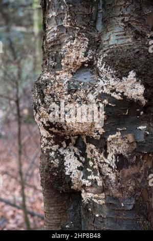 Lichen bianco che cresce su un albero Foto Stock