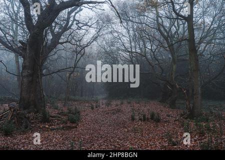 Misty tempo a Epping Forest North East London Foto Stock