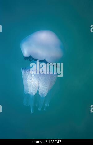 Campione di medusa con coperchio a pattumiera, Rhizostoma pulmo; Rhizostomatidae Foto Stock