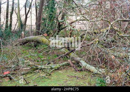 Hambledon Road, Godalming. 19th febbraio 2022. Il chiarore che segue Storm Eunace è continuato oggi attraverso le contee domestiche. Tempesta danni in Godalming in Surrey. Credit: james jagger/Alamy Live News Foto Stock