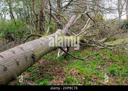 Hambledon Road, Godalming. 19th febbraio 2022. Il chiarore che segue Storm Eunace è continuato oggi attraverso le contee domestiche. Tempesta danni in Godalming in Surrey. Credit: james jagger/Alamy Live News Foto Stock