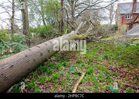 Hambledon Road, Godalming. 19th febbraio 2022. Il chiarore che segue Storm Eunace è continuato oggi attraverso le contee domestiche. Tempesta danni in Godalming in Surrey. Credit: james jagger/Alamy Live News Foto Stock