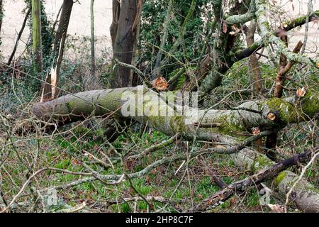 Hambledon Road, Godalming. 19th febbraio 2022. Il chiarore che segue Storm Eunace è continuato oggi attraverso le contee domestiche. Tempesta danni in Godalming in Surrey. Credit: james jagger/Alamy Live News Foto Stock