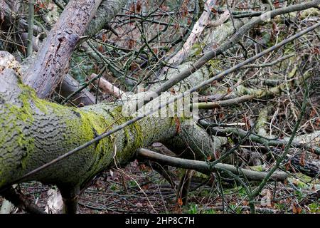 Hambledon Road, Godalming. 19th febbraio 2022. Il chiarore che segue Storm Eunace è continuato oggi attraverso le contee domestiche. Tempesta danni in Godalming in Surrey. Credit: james jagger/Alamy Live News Foto Stock