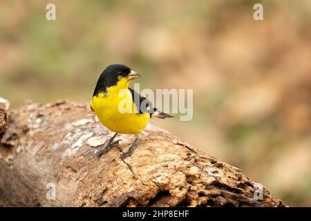 Minore Goldfinch Carlduelis psaltria riposante su log. Qui mostrato nel Texas centrale al bordo orientale della sua gamma degli Stati Uniti. Foto Stock