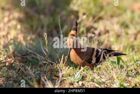 Hoopoe africano, Sudafrica Foto Stock