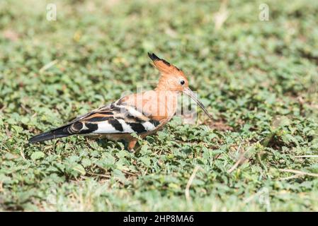 African Upupa (Upupa africana) Foto Stock