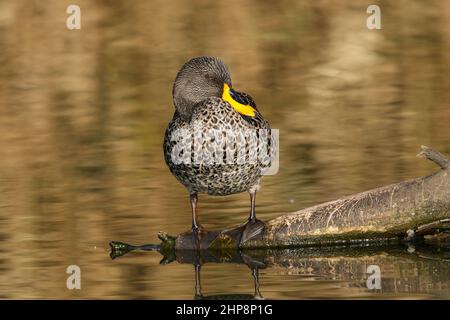 Anatra con fattura gialla, Sudafrica Foto Stock