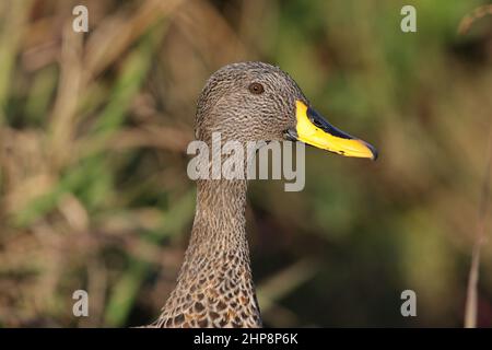 Anatra con fattura gialla, Sudafrica Foto Stock