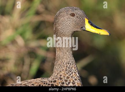 Anatra con fattura gialla, Sudafrica Foto Stock